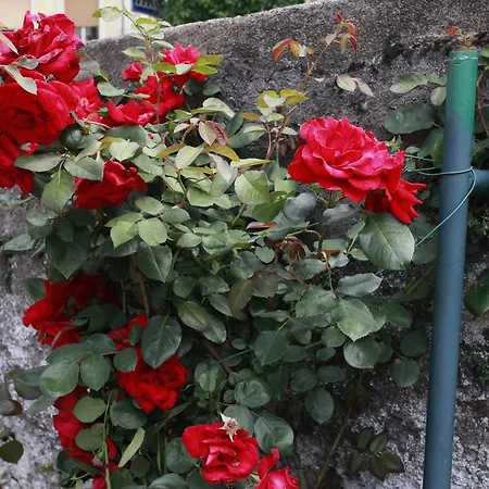 Apartmanhotel Maggiore - Italia
