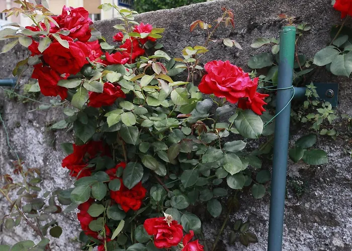 Aparthotel Maggiore - Italia